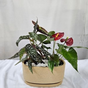 קוקטייל תיבת נוח